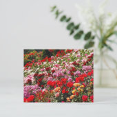 Carte postale couleur rose jardin (Debout devant)