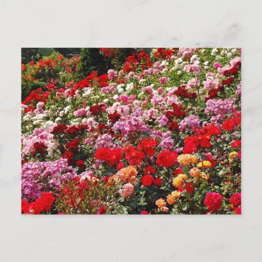Carte postale couleur rose jardin (Devant)