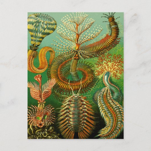 Carte Postale Couleur sous-marine (Devant)