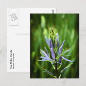 Carte Postale Couleur violet (Devant / Derrière)