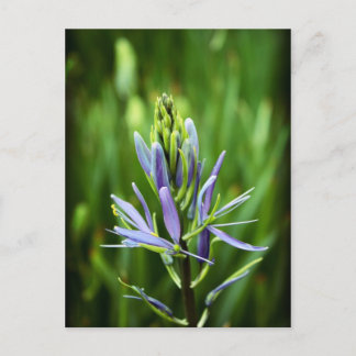 Carte Postale Couleur violet