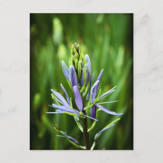 Carte Postale Couleur violet (Devant)