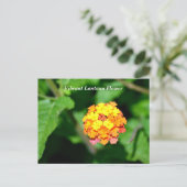 Carte Postale Couleur vive Lantana Flower (Debout devant)