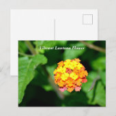 Carte Postale Couleur vive Lantana Flower (Devant / Derrière)