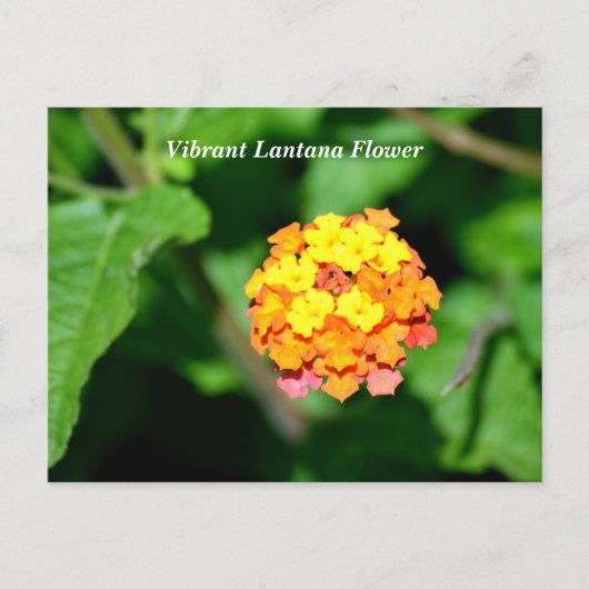 Carte Postale Couleur vive Lantana Flower (Devant)