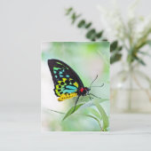 Carte Postale Couleurs arc-en-ciel papillon (Debout devant)