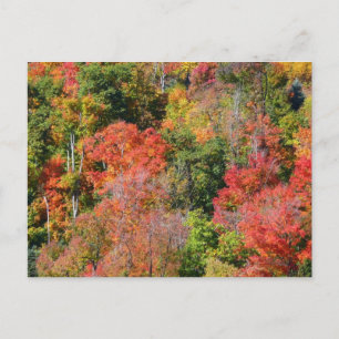 Carte Postale Couleurs Automnales de la Colline en Chute - Photo