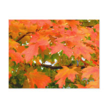 Couleurs automnales Feuilles automnales Sucre Érab