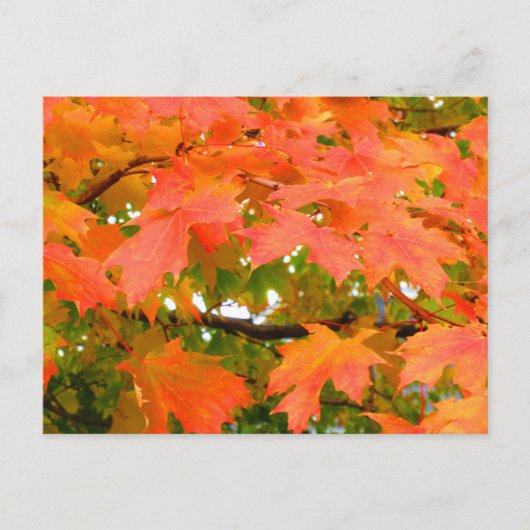 Carte Postale Couleurs automnales Feuilles automnales Sucre Érab (Devant)