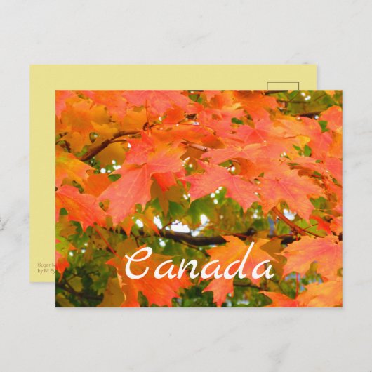 Carte Postale Couleurs automnales Feuilles automnales Sucre Érab (Devant / Derrière)