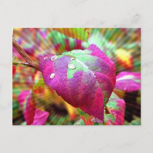 Carte postale Couleurs d'automne (Devant)