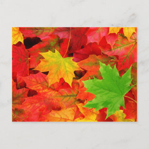 Carte Postale Couleurs d'automne