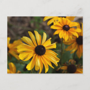 Carte Postale Couleurs d'automne