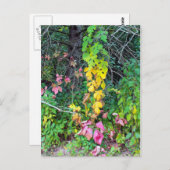 Carte Postale Couleurs d'automne (Devant / Derrière)