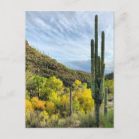 Couleurs d'automne Canyon Saguaro Sabino