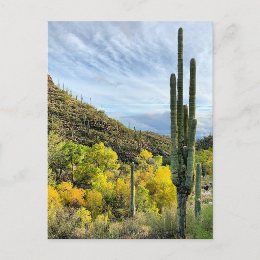 Carte Postale Couleurs d'automne Canyon Saguaro Sabino (Devant)