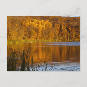 Carte Postale Couleurs d'automne dans le parc d'état de Maplewoo