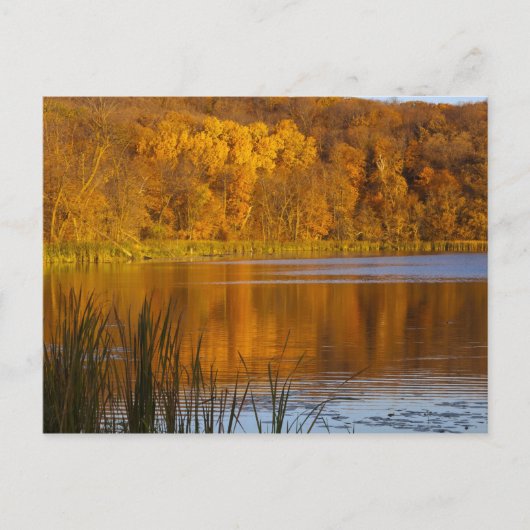 Carte Postale Couleurs d'automne dans le parc d'état de Maplewoo (Devant)