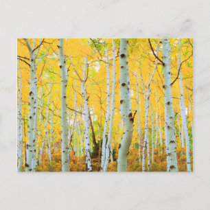 Carte Postale Couleurs d'automne des arbres d'Aspen 1