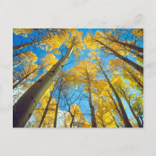 Carte Postale Couleurs d'automne des arbres d'Aspen 2