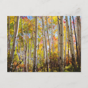 Carte Postale Couleurs d'automne des arbres Trembles 5