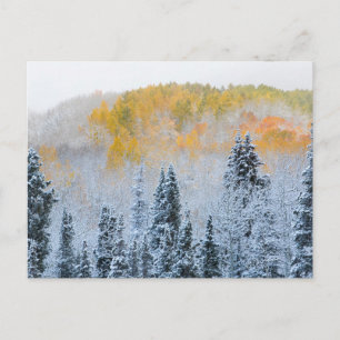 Carte Postale Couleurs d'automne des Aspens et du col de la neig