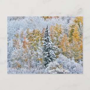 Carte Postale Couleurs d'automne des trembles et neige Keebler P