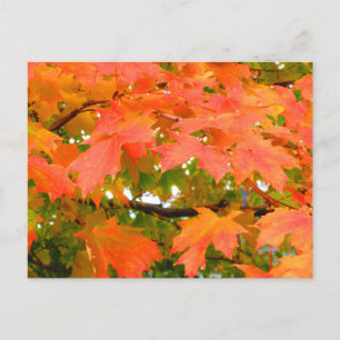 Carte Postale Couleurs d'automne Feuilles d'automne Érable à suc