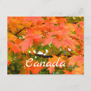 Carte Postale Couleurs d'automne Feuilles d'automne Érable à suc