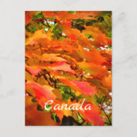 Couleurs d'automne Feuilles d'érable Arbre Canada