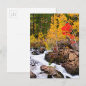 Carte Postale Couleurs d'automne le long de Bishop Creek, CA (Devant / Derrière)