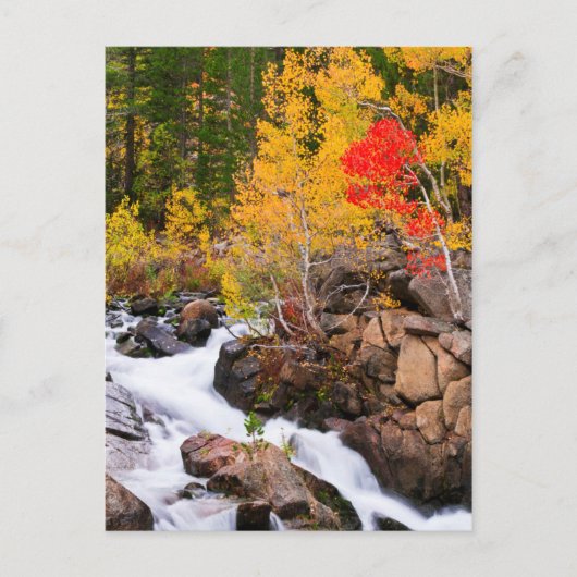 Carte Postale Couleurs d'automne le long de Bishop Creek, CA (Devant)