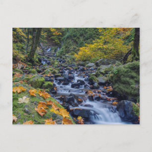 Carte Postale Couleurs d'automne le long des chutes de Starvatio