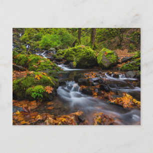 Carte Postale Couleurs d'automne le long des chutes de Starvatio