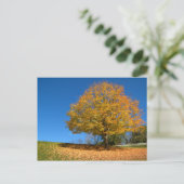 Carte Postale Couleurs d'automne, Virginie-Occidentale (Debout devant)