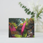 Carte Postale Couleurs de Bucerias, Mexique (Debout devant)