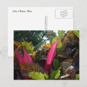 Carte Postale Couleurs de Bucerias, Mexique (Devant / Derrière)