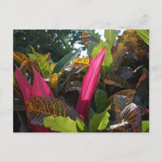 Carte Postale Couleurs de Bucerias, Mexique (Devant)