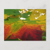 Carte Postale Couleurs de la feuille d'érable Automne Photograph (Devant)