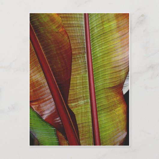 Carte Postale Couleurs de la jungle (Devant)