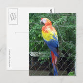 Carte Postale couleurs de l'ara écarlate (Devant / Derrière)