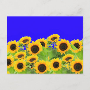 Carte Postale Couleurs du drapeau ukrainien - Paix