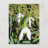 Carte Postale Couleurs du printemps (Devant)