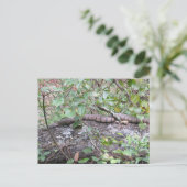 Carte Postale Couleuvre d'eau à dos de diamant dans le journal (Debout devant)