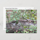 Carte Postale Couleuvre d'eau à dos de diamant dans le journal (Devant / Derrière)