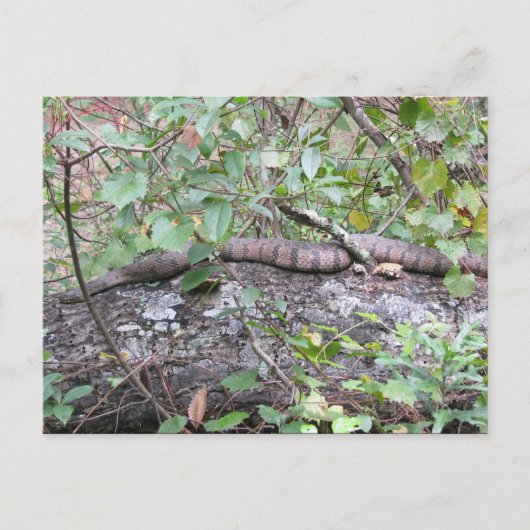 Carte Postale Couleuvre d'eau à dos de diamant dans le journal (Devant)