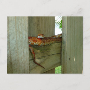 Carte Postale couleuvre rouge de rat dans une clôture