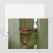 Carte Postale couleuvre rouge de rat dans une clôture (Devant / Derrière)