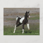 Carte Postale Coup de foin noir et blanc pour vannière tzigane (Devant)