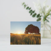 Carte Postale Coup de soleil sur le champ de blé (Debout devant)